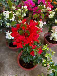 (Category: ) located in . Submitted by gardenfunfarm (Listing ID 1392592593, Image 1). Description: .
