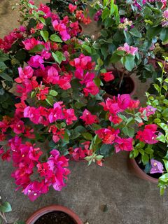 (Category: ) located in . Submitted by gardenfunfarm (Listing ID 1392595478, Image 1). Description: .