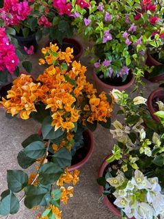 (Category: ) located in . Submitted by gardenfunfarm (Listing ID 1392594471, Image 1). Description: .