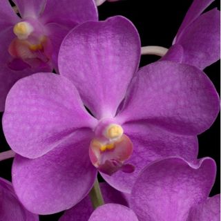 (Category: ) located in . Submitted by paradisefound (Listing ID 1392573553, Image 1). Description: .