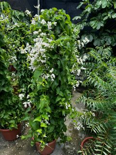 (Category: ) located in . Submitted by gardenfunfarm (Listing ID 1392553767, Image 1). Description: .