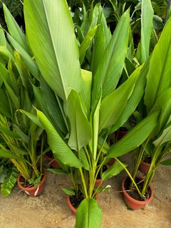 (Category: ) located in . Submitted by gardenfunfarm (Listing ID 1392564384, Image 1). Description: .