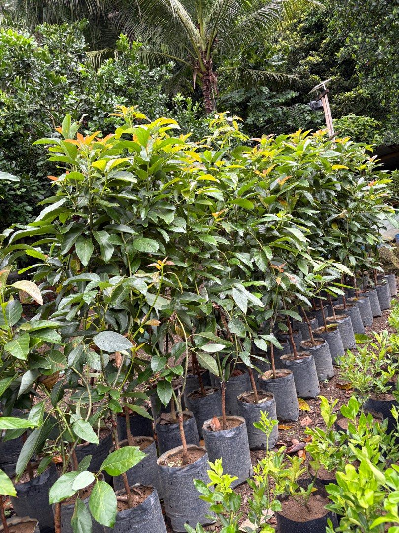 Hass Avocado (Category: Plants & Seeds) located in Calamba. Submitted by qualityfruittrees25 (Listing ID 1392637504, Image 3). Description: .