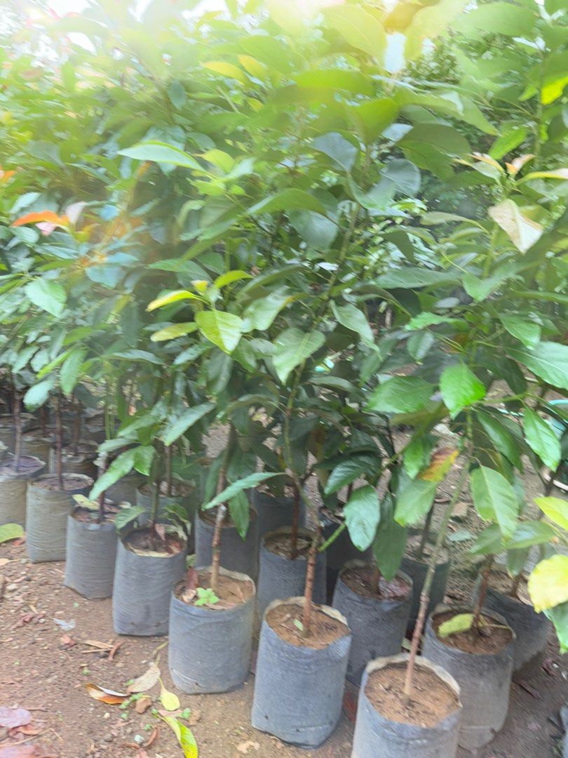 Hass Avocado (Category: Plants & Seeds) located in Calamba. Submitted by qualityfruittrees25 (Listing ID 1392637504, Image 1). Description: .