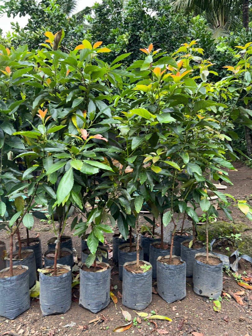 Hass Avocado (Category: Plants & Seeds) located in Calamba. Submitted by qualityfruittrees25 (Listing ID 1392637504, Image 2). Description: .