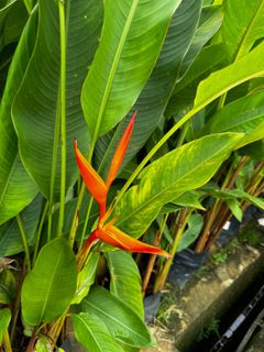 (Category: ) located in . Submitted by gardenfunfarm (Listing ID 1392564945, Image 1). Description: .