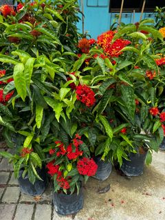 (Category: ) located in . Submitted by gardenfunfarm (Listing ID 1392583045, Image 1). Description: .