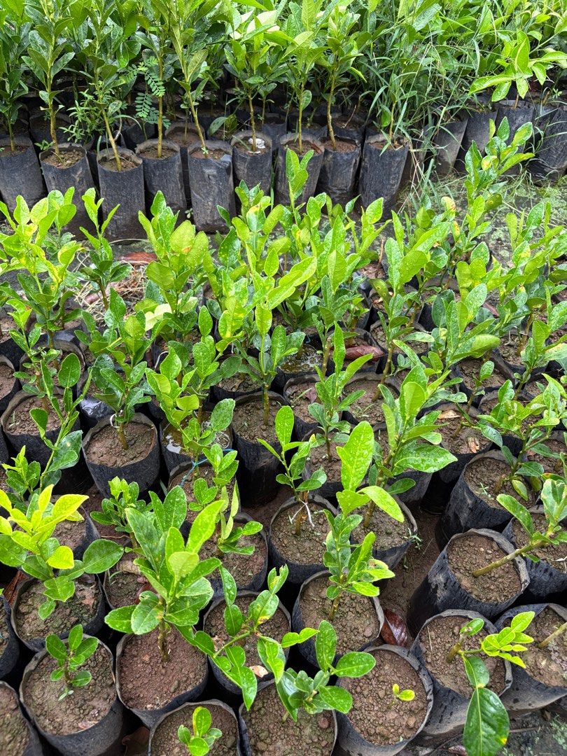 Kaffir Lime Plants (Category: Plants & Seeds) located in Calamba. Submitted by qualityfruittrees25 (Listing ID 1392637935, Image 2). Description: .