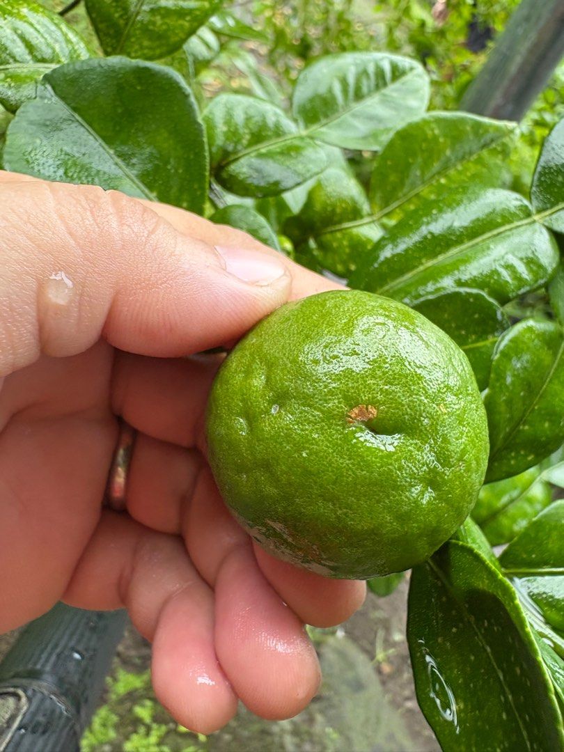 Kaffir Lime Plants (Category: Plants & Seeds) located in Calamba. Submitted by qualityfruittrees25 (Listing ID 1392637935, Image 1). Description: .