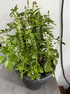 (Category: ) located in . Submitted by gardenfunfarm (Listing ID 1392577329, Image 1). Description: .