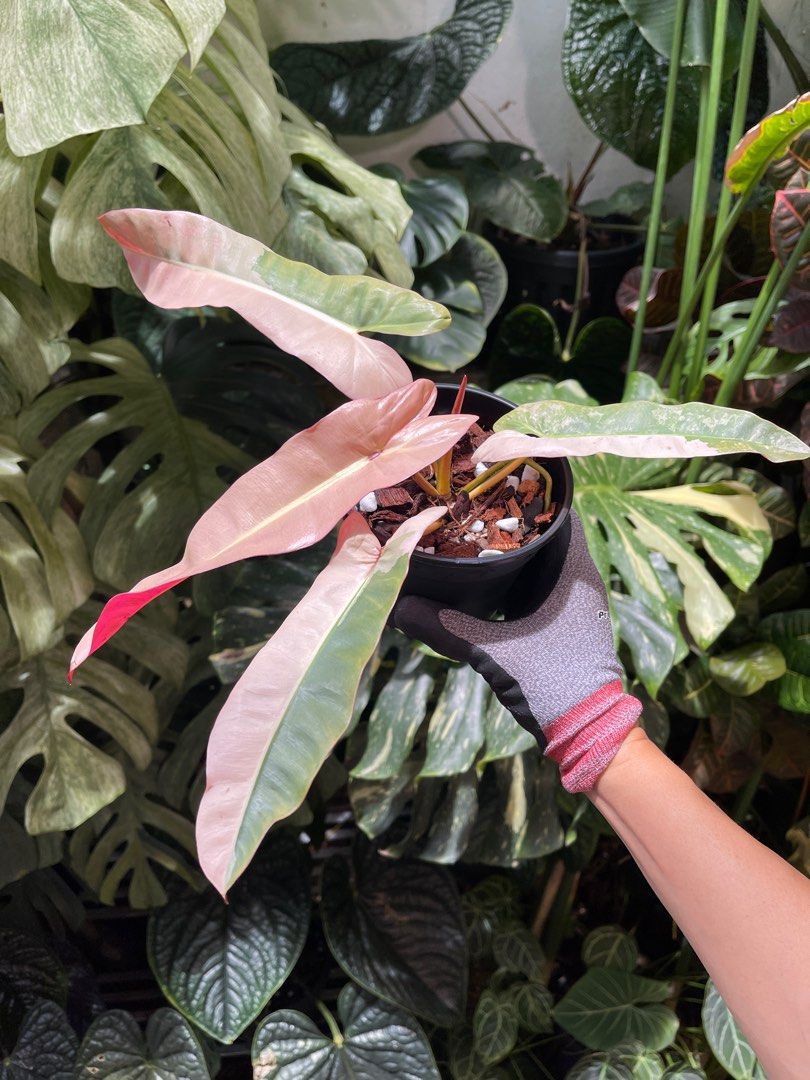 小　Philodendron atabapoense pink フィロデンドロン Philodendron Atabapoense Pink Variegated., Furniture & Home Living