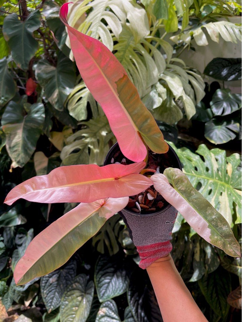 Philodendron Atabapoense Pink Variegated., Furniture & Home Living