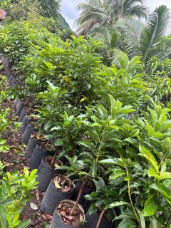 (Category: ) located in . Submitted by qualityfruittrees25 (Listing ID 1392637711, Image 1). Description: .