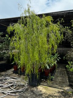 (Category: ) located in . Submitted by gardenfunfarm (Listing ID 1392578658, Image 1). Description: .