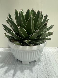 (Category: ) located in . Submitted by jackiecactus (Listing ID 1390329219, Image 1). Description: .