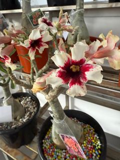(Category: ) located in . Submitted by lil.greenthumb.sg (Listing ID 1392706328, Image 1). Description: .