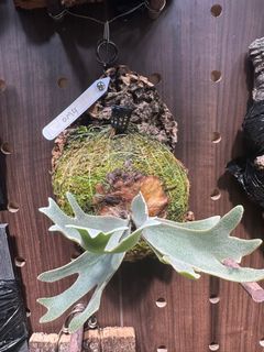 （分類：）位於 。 由 zibet_c 提交（商品編號 1385909155，圖片 1）。簡介： 。