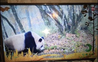 （分類：）位於 。 由 chisumchan 提交（商品編號 1393407084，圖片 1）。簡介： 。
