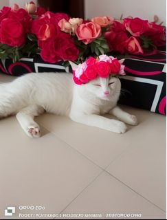 (Kategori: ) berada di . Dikirim oleh pacho_ (ID iklan 1393295978, Gambar 1). Deskripsi: .