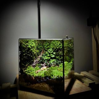 (Category: ) located in . Submitted by terrabotanic2025 (Listing ID 1393358424, Image 1). Description: .
