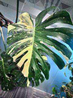 (Category: ) located in . Submitted by ann.de.garden (Listing ID 1393417845, Image 1). Description: .