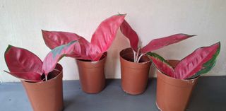 (Category: ) located in . Submitted by waiting.for.roots (Listing ID 1393570002, Image 1). Description: .