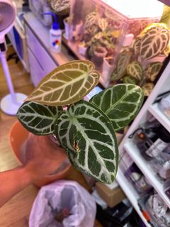 （分類：）位於 。 由 planatics 提交（商品編號 1393598475，圖片 1）。簡介： 。