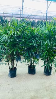 (Category: ) located in . Submitted by smclandscape (Listing ID 1393545541, Image 1). Description: .