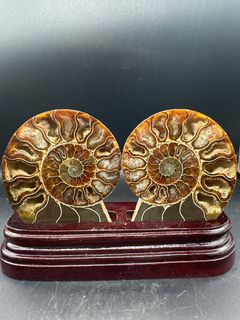 Ammonite Fossil (Free SF Express Locker Delivery for Orders Over 500)64194529484034110