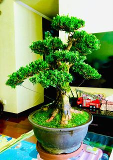 （分類：）位於 。 由 kk_garden 提交（商品編號 1390227878，圖片 1）。簡介： 。