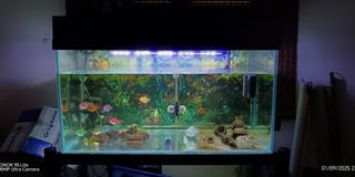 (Category: ) located in . Submitted by fattahkiut (Listing ID 1390273688, Image 1). Description: .