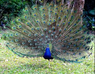 (Category: ) located in . Submitted by altonflowerscomm (Listing ID 1390411139, Image 1). Description: .