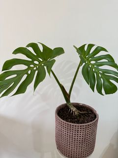 （分類：）位於 。 由 odd_livingstone 提交（商品編號 1393667012，圖片 1）。簡介： 。