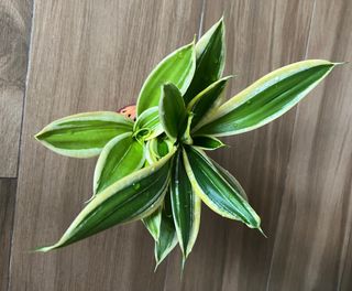（分類：）位於 。 由 nblythe 提交（商品編號 1393710923，圖片 1）。簡介： 。