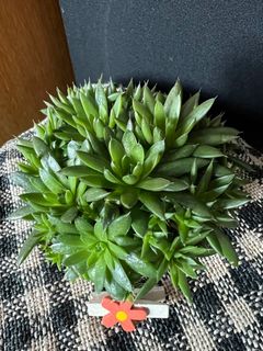 （分類：）位於 。 由 nblythe 提交（商品編號 1393724425，圖片 1）。簡介： 。