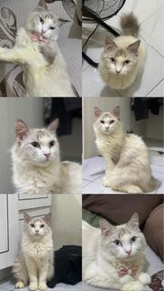 Kucing ragdoll Dijual | Carousell Indonesia