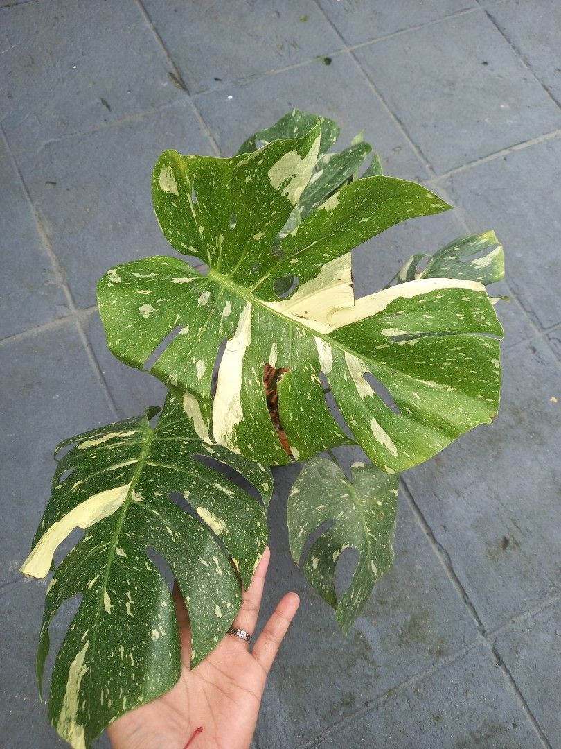 Monstera Thai Cons (Matured Form) (Category: Plants & Seeds) located in Quezon City. Submitted by one.thin9.less (Listing ID 1393629613, Image 3). Description: 10 pots available BATASAN HILLS QC.