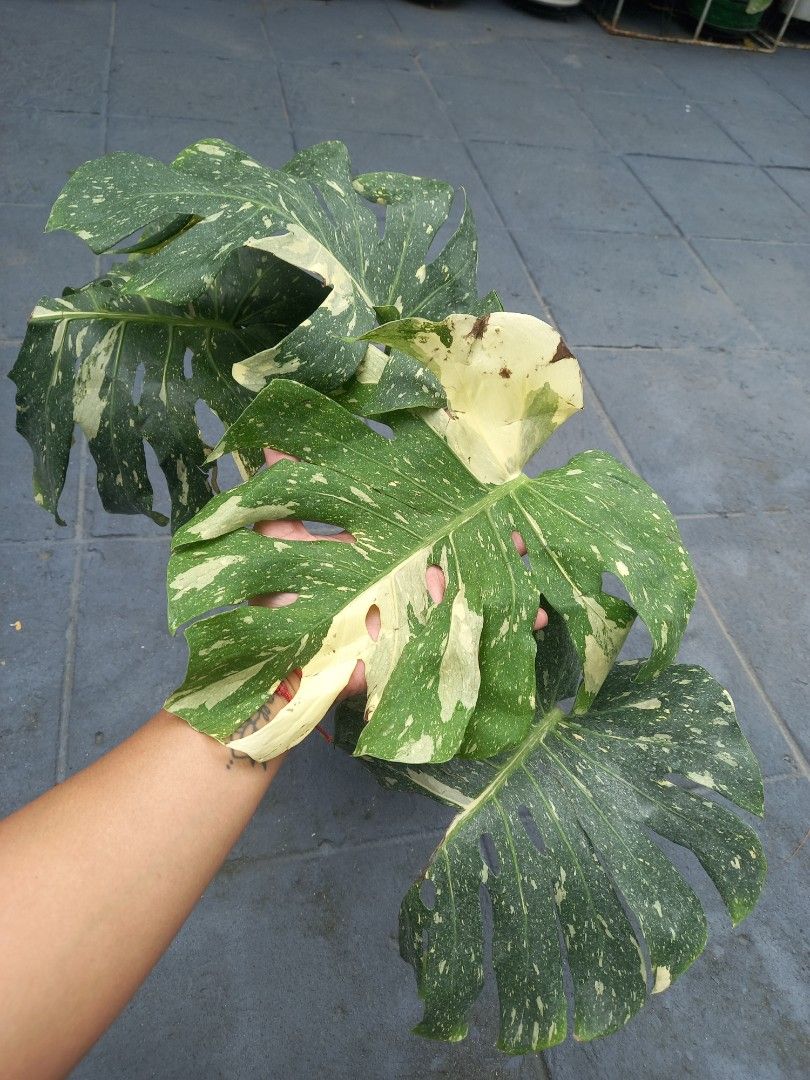 Monstera Thai Cons (Matured Form) (Category: Plants & Seeds) located in Quezon City. Submitted by one.thin9.less (Listing ID 1393629613, Image 2). Description: 10 pots available BATASAN HILLS QC.
