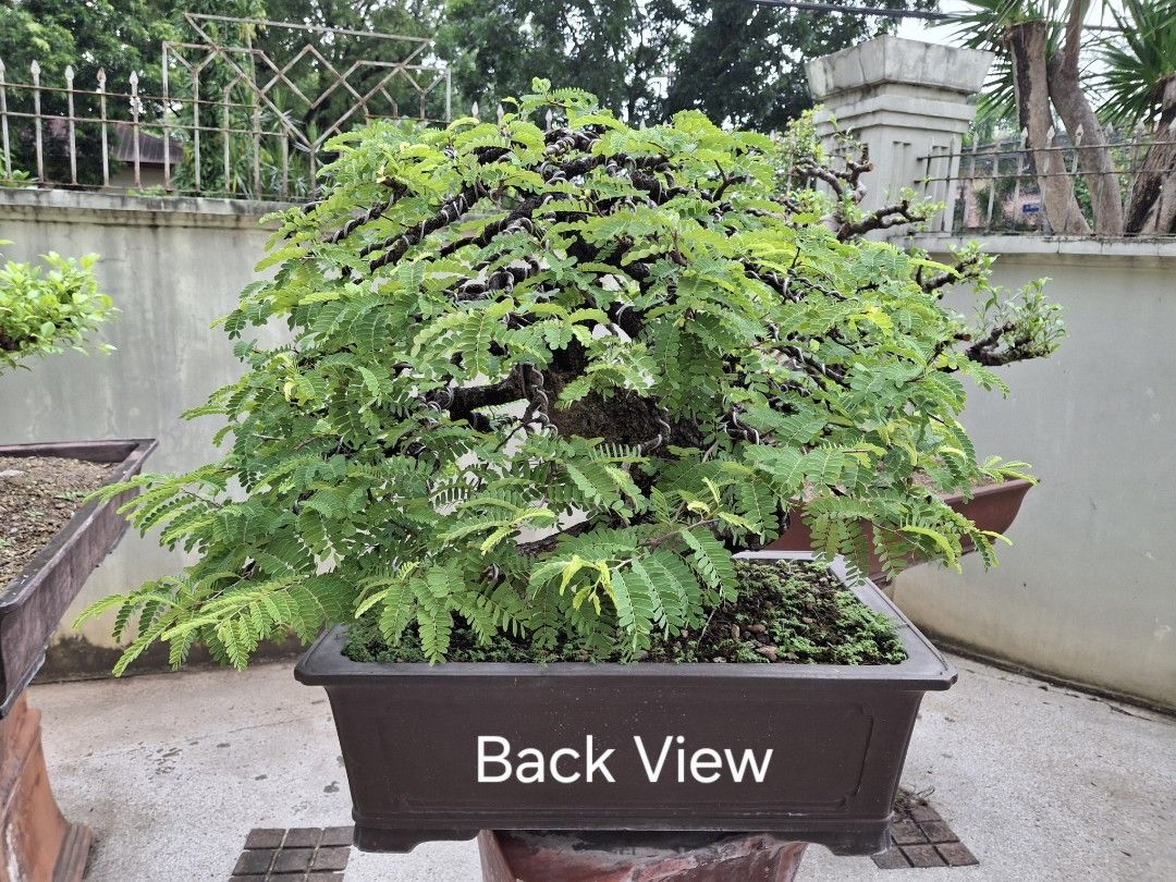 RUSH!Tamarind Bonsai for Sale!!! (Category: Plants & Seeds) located in Quezon City. Submitted by pure_trinsky (Listing ID 1393709292, Image 2). Description: old tamarind tree so beautiful not to mine! nice shape see to appreciate.
