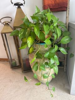 (Category: ) located in . Submitted by iamsan (Listing ID 1393750030, Image 1). Description: .