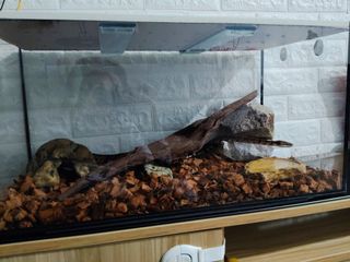 (Category: ) located in . Submitted by fnaqea19 (Listing ID 1393819632, Image 1). Description: .