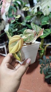 (Category: ) located in . Submitted by shiying22 (Listing ID 1393965760, Image 1). Description: .