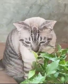 (Category: ) located in . Submitted by petstyle888 (Listing ID 1393874752, Image 1). Description: .