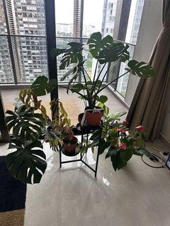 (Category: ) located in . Submitted by singapaul89 (Listing ID 1393863628, Image 1). Description: .