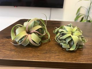 （分類：）位於 。 由 gangela 提交（商品編號 1393849576，圖片 1）。簡介： 。