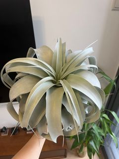 （分類：）位於 。 由 gangela 提交（商品編號 1393848622，圖片 1）。簡介： 。