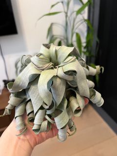 （分類：）位於 。 由 gangela 提交（商品編號 1393850205，圖片 1）。簡介： 。