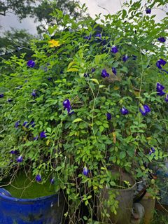 (Category: ) located in . Submitted by herb_garden (Listing ID 1134001297, Image 1). Description: .