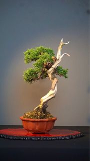 (Category: ) located in . Submitted by plants_plants (Listing ID 1394060637, Image 1). Description: .