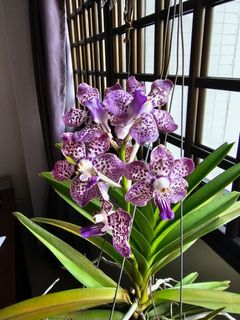 (Category: ) located in . Submitted by seekheng (Listing ID 1394027693, Image 1). Description: .